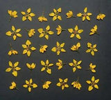 Yellow Pressed Flowers 2 types Organic DIY Floral Arts Resin Materials crafts