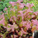 50 Seeds- Seastar Sedum Seeds-Q091-Sedum Pulchellum