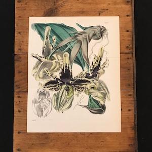 Tiger-Spotted Stanhopea Orchid, Original 1845 Hand Colored Antique Print, Curtis Botanical Magazine