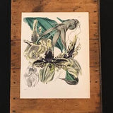 Tiger-Spotted Stanhopea Orchid, Original 1845 Hand Colored Antique Print, Curtis Botanical Magazine