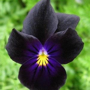 Edible Black Violas/ Pansy SEEDS cut flower bouquet florist Dizzy Bees Urban Food  Garden
