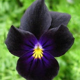 Edible Black Violas/ Pansy SEEDS cut flower bouquet florist Dizzy Bees Urban Food  Garden