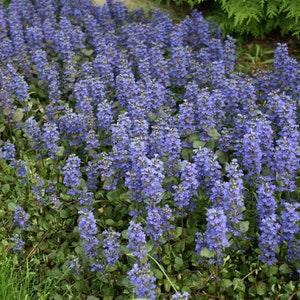 200 Pcs Ajuga Reptans Groundcover Seeds-Shade Loving Evergreen Creeping Buglewood- Medicinal Plant (Good for Erosion Control)  FL379