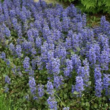 200 Pcs Ajuga Reptans Groundcover Seeds-Shade Loving Evergreen Creeping Buglewood- Medicinal Plant (Good for Erosion Control)  FL379