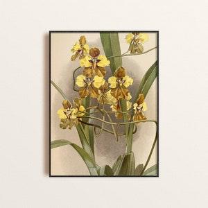 Vintage Yellow Orchids Print Giclee Poster, Orchids Botanical Print Wall Art, Exotic Yellow Orchid Floral Art Print, Botanical Illustration
