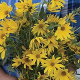 Maximilian Sunflower | 25 Seeds | Helianthus Maximilian | Heirloom Perennial | Yellow Blooms | Grows in  Zones 3 - 9  & Grows  60 - 96" Tall