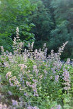 Why Catmint is My Favorite Cottage Garden Perennial ? Flower Delivery