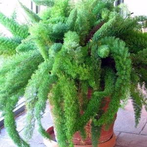 Foxtail Fern Seeds (Asparagus Meyerii) Packet of 10 Seeds - Palm Beach Seed Company