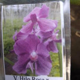Orchid Vanda Hilo Rose x Kulwadee Fragrance