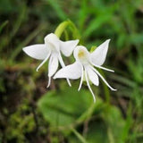50pcs Angel Orchid (Habenaria Grandifloriformis) Flower Seeds Plant Seed (code 58)