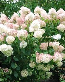 Hortensia panicul?? Phantom Flower Delivery