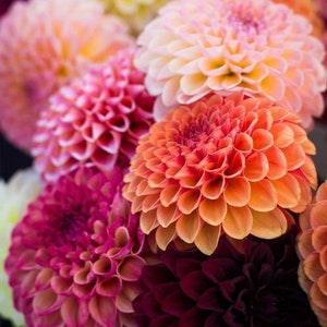 15 Dahlia PomPom Mix seeds