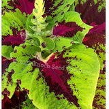 King Kong Coleus Seeds (Shade Loving, Easy Care, Bright Foliage. Pollinator Friendly! Non-GMO, Open-Pollinated, Min. 25-50 Seeds Per Pack)