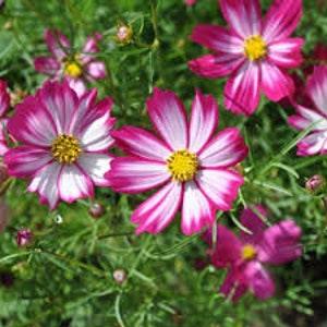 Beautiful Cosmos Red-White Flowering 20 Seeds