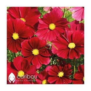ANNUAL: COSMOS RUBENZA - 50 Seeds, Nice Blooms - Attracts Butterflies & Bees- Fresh Seed, High Quality and Germination