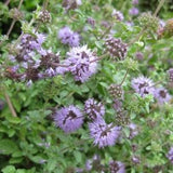 Pennyroyal Seeds - Mentha pulegium - Penny Royal