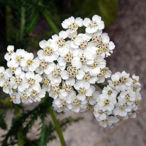Yarrow Seeds 1000+ - Perennial White Flower | Heirloom Wildflower Medicinal Herb