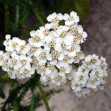 Yarrow Seeds 1000+ - Perennial White Flower | Heirloom Wildflower Medicinal Herb