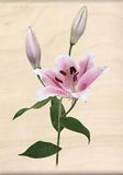 FLOWER LILY Photo Real Wood Mounted Rubber Stamp INKADINKADO 60-00618 NEW