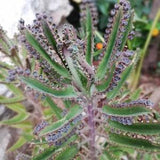 Cactus celestial being seeds -  25 seeds - code 651