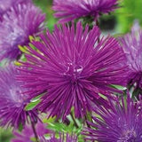 China Aster Tall Needle Purple Flowers 1g - 200 NON GMO Seeds - Callistephus Chinensis