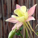 Heavenly Giant Peach Columbine - Aquilegia vulgaris - Rare 'Plant' Seeds - Grannys Bonnet, Yellow-Pink,Aquilegia chrysantha,Peach Bellflower