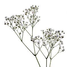 Baby's Breath - Fresh or Preserved - Bulk Packages Flower Delivery