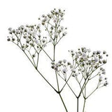 Baby's Breath - Fresh or Preserved - Bulk Packages Flower Delivery