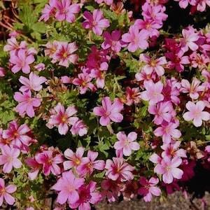 HARDY PERENNIAL GERANIUM Rubescens Deep Rich Pink Flowers 10 Seeds