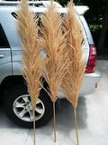6  Natural white beige pampas grass -  Dried pampas grass stems 6' feet ( 72