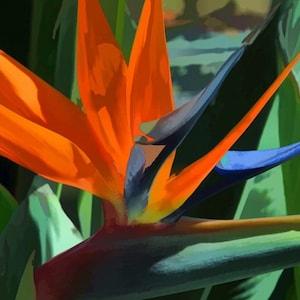 BIRD OF PARADISE Strelitzia Reginae Tropical Perennial Houseplant, 3 Large Seeds