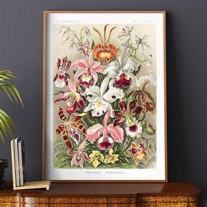 Poster Wall Art Orchideae Denusblumen Orchids Denus Flowers Ernst Haeckel #RO301  Beige, Poster Flower, Antique Botanical, Plants Print