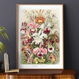 Poster Wall Art Orchideae Denusblumen Orchids Denus Flowers Ernst Haeckel #RO301  Beige, Poster Flower, Antique Botanical, Plants Print