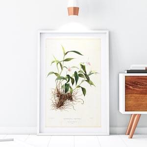 White Pink Orchid Giclee Art Print, Vintage Botanical Orchid Plant Watercolor Illustration, Archival Quality Floral Wall Poster #149