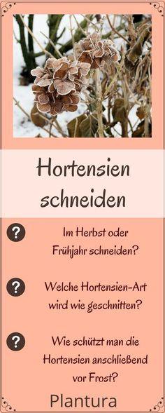 Hortensien schneiden: Zeitpunkt & Anleitung f??r verschiedene Arten Flower Delivery