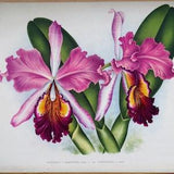 Antique Botanical Print ORCHID CATTLEYA HARDYANA Linden Original Large  c1885