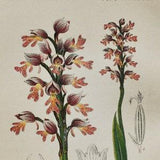 Military Orchid Print - Original Antique Botanical 1880s - Orchis militaris (plant flower seed orchidaceae italica pink purple asparagales)