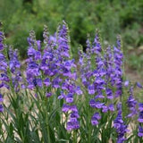 100 Pcs  Rocky Mountain Penstemon wildflower seeds- Penstemon Strictus-FL255-Semi Evergreen Perennial