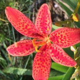 Blackberry Lily -seeds- Rare Perennial Belamcanda chinensis -