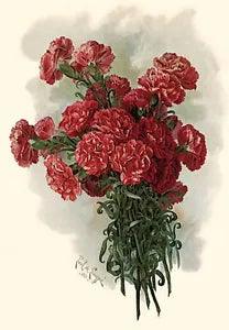 Lawson Pink Carnations by Paul de Longpre (Art Print of Vintage Art) (Floral)