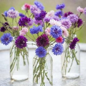 Cornflower Seeds- Dwarf Polka Dot Mix Seeds -Cornflower Double Mix Seeds - Centaurea cyanus - Annual Flower Seeds