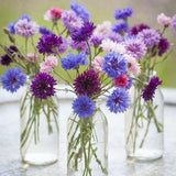 Cornflower Seeds- Dwarf Polka Dot Mix Seeds -Cornflower Double Mix Seeds - Centaurea cyanus - Annual Flower Seeds