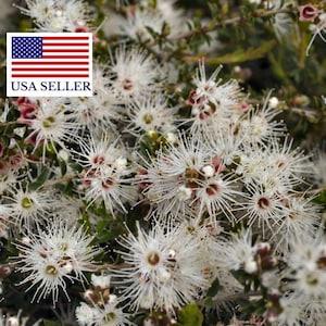 Kunzea ambigua - Tick Bush - 10 Seeds