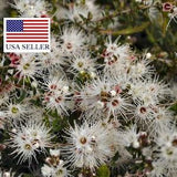 Kunzea ambigua - Tick Bush - 10 Seeds
