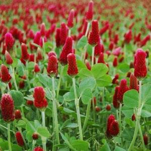CRIMSON CLOVER SEEDS medicinal nitrogen fixer attracts Butterflies Bees Birds Dizzy Bees Urban Garden *combined shipping*