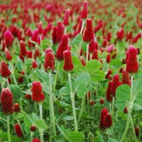 CRIMSON CLOVER SEEDS medicinal nitrogen fixer attracts Butterflies Bees Birds Dizzy Bees Urban Garden *combined shipping*