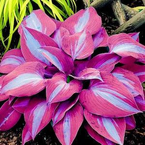 Purple Hosta Plant Seeds| 100 Seeds