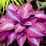 Purple Hosta Plant Seeds| 100 Seeds