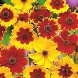 Coreopsis / Tickseed. Mixed colours. Perennials. 50 seeds. Pollinators garden.