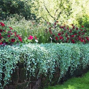 DICHONDRA Argentea Trailing Hanging Silver Falls Gray Grey 5 Rare Seeds